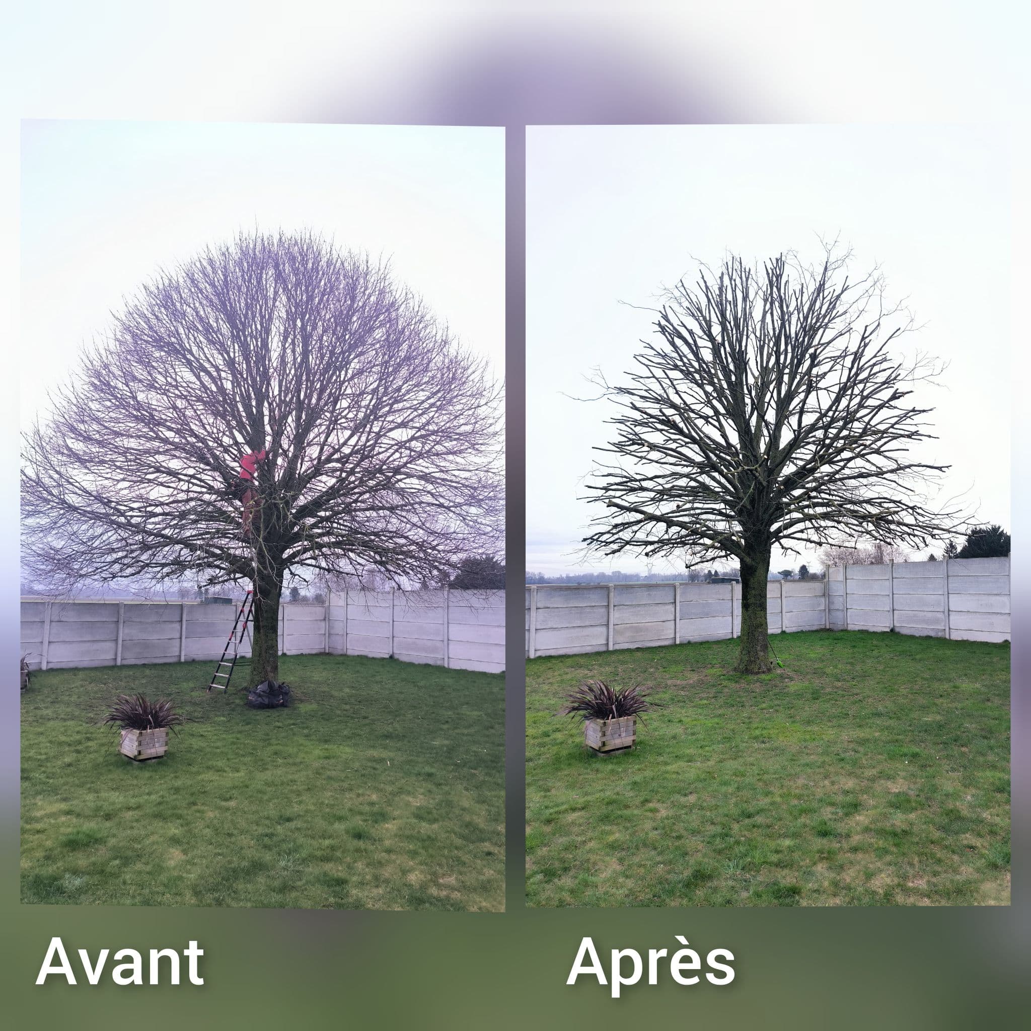 Élagage d'Arbres