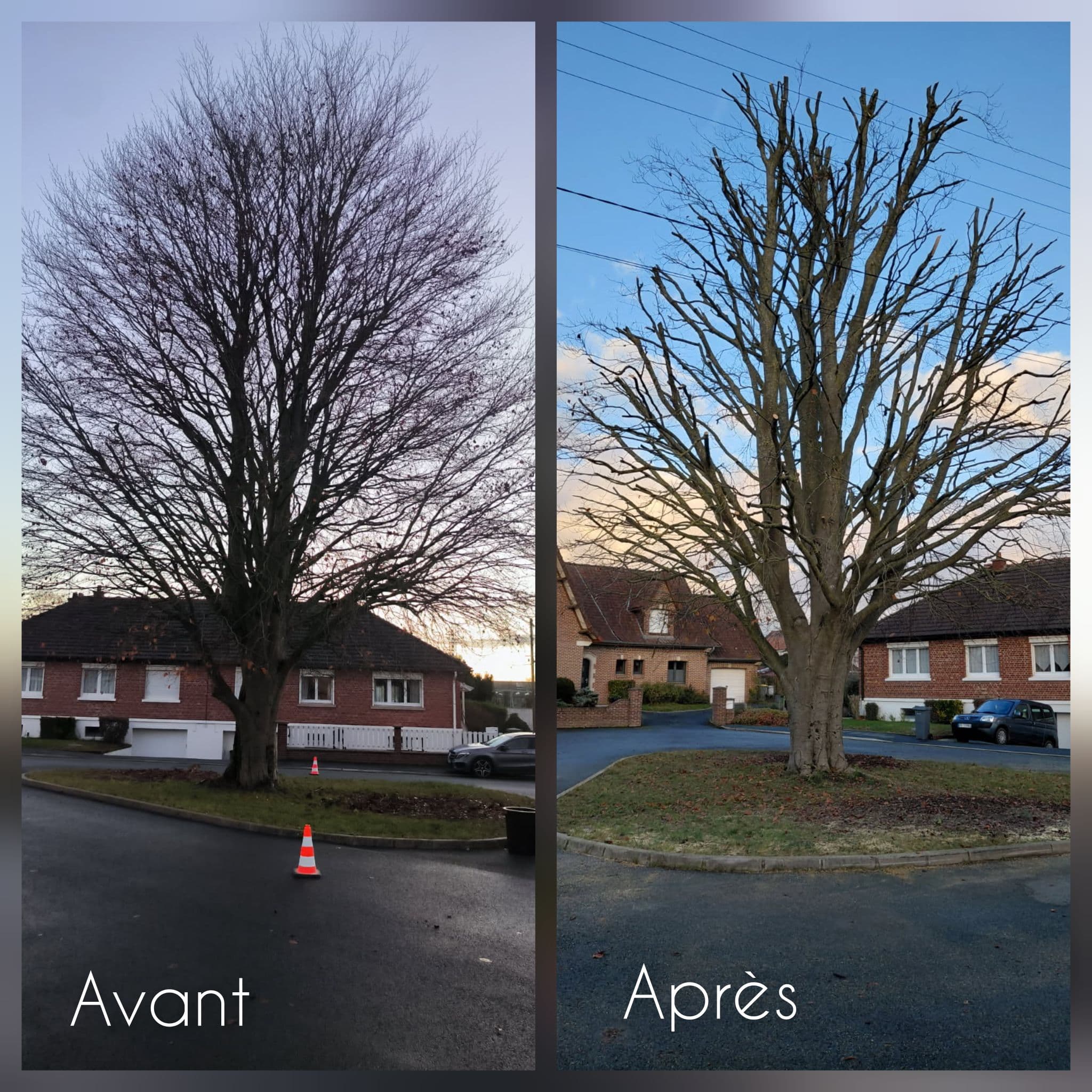 Taille Raisonnée d'Arbres